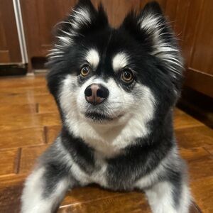 UNLISTED SHOW ITEM 2